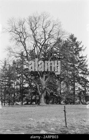 Verschiedene Laubbäume, Voorsterdijk, salix alba var. vitellina Datum: Undatierte Stichwörter: Verschiedene Laubbäume Personenname: Voorsterdijk, salix alba var. vitellina Stockfoto