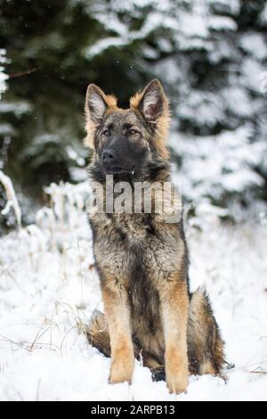 Junge langhaarige Schäferhund (Elsässischer Hund) im Schnee sitzen Stockfoto