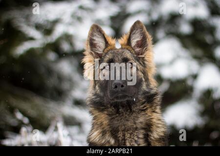 Porträt eines jungen langhaarigen Schäferhundes (Elsässer Hund) an einem verschneiten Wintertag Stockfoto