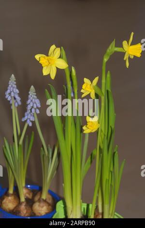 Muscari oder Blglocken und Narzisse erste Frühlingsgrüße, Frühlingsblumen und Narzisse im Topf Stockfoto