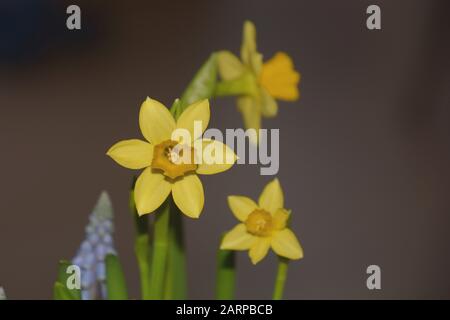 Narzisse Frühlingsblume Nahansicht, Wilddaffodil oder lieh Lilie erste Frühlingsgrüße Stockfoto