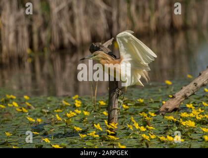 Squacco Reiher (Ardeola ralloides), Jagd in der Lagune, umgeben von gelbem schwimmendem Herzen (Nymphoides peltata), Hortobágy National Park, Ungarn Stockfoto