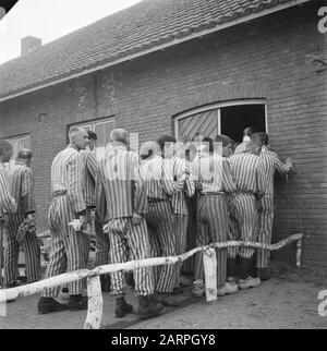 Reportage aus dem Lager in Vught Im Straflager in Vught, 7000 niederländische Mitarbeiter und Verräter sind gesperrt. Soldaten der niederländischen Stoottroopers sind für die Garde zuständig, insbesondere für die 300 niederländischen SS-Männer. Unter der Führung des Lagerkommandanten, Major L. Mennes, und seiner Helfer werden diese Häftlinge verwendet, um die Umgebung von Vught von Landminen zu reinigen. Sie sind mit den blau-weiß gestreiften Gefängnispaketen der von den Deutschen gefangenen ehemaligen Holländer bekleidet. Die Häftlinge erhalten die ebenfalls reduzierte zivile Mindestration, weil alle Delikatessen beseitigt wurden Stockfoto