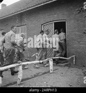 Reportage aus dem Lager in Vught Im Straflager in Vught, 7000 niederländische Mitarbeiter und Verräter sind gesperrt. Soldaten der niederländischen Stoottroopers sind für die Garde zuständig, insbesondere für die 300 niederländischen SS-Männer. Unter der Führung des Lagerkommandanten, Major L. Mennes, und seiner Helfer werden diese Häftlinge verwendet, um die Umgebung von Vught von Landminen zu reinigen. Sie sind mit den blau-weiß gestreiften Gefängnispaketen der von den Deutschen gefangenen ehemaligen Holländer bekleidet. Die Häftlinge erhalten die ebenfalls reduzierte zivile Mindestration, weil alle Delikatessen beseitigt wurden Stockfoto