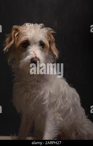 Wunderschöner Hund mit gemischter Rasse, der auf dunkelgrauem Hintergrund sitzt und darauf wartet, angenommen zu werden. Hund zur Adoption Stockfoto