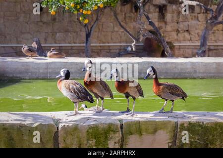 Gruppe von Enten im schönen Garten mit Pool Stockfoto