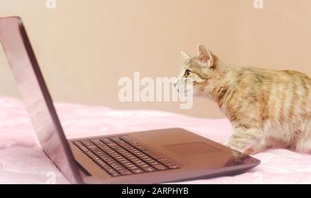 Die kleine graue Katze sitzt auf einem Laptop und sieht es sich an. Suchen Sie nach Informationen. Moderne Technologien. Tier, Tier Stockfoto