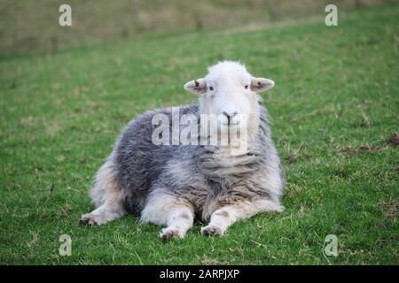 Herdwick-Schafe sind ein häufiger Anblick im Lake District. Stockfoto