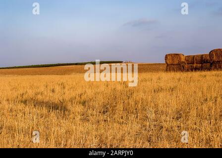 Schöner Blick auf das Weizenfeld und den blauen Himmel auf dem Land. Anbau von Getreide. Landwirtschaft und Landwirtschaft. Agroindustrie. Stockfoto