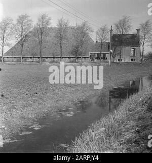 Friesischer Bauernhöfe Kop-Neck-Rumpfwohnungen Datum: 29. April 1946 Stichwörter: FARMESS Stockfoto