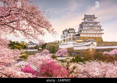 Himeji, Japan auf der Burg Himeji im Frühling mit Kirschblüten in voller Blüte. Stockfoto