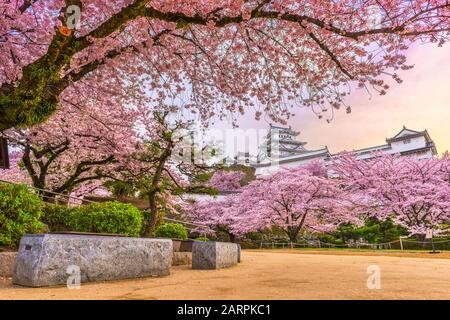 Himeji, Japan auf der Burg Himeji im Frühling mit Kirschblüten in voller Blüte. Stockfoto