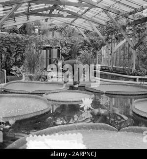 Victoria Regia in der Blüte in Amsterdam Hortus Datum: 7. August 1953 Stichwörter: Blüte, Pflanzen Personenname: Hortus, Victoria Regia Stockfoto