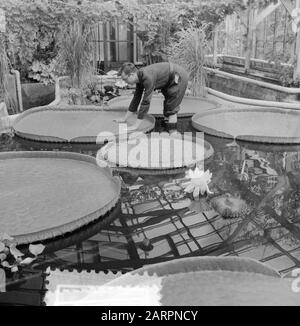 Victoria Regia in der Blüte in Amsterdam Hortus Datum: 7. August 1953 Stichwörter: Blüte, Pflanzen Personenname: Hortus, Victoria Regia Stockfoto