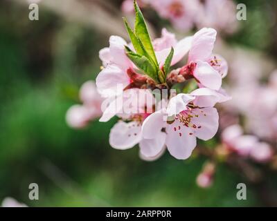 Frühfrühling blüht auf einem Grasgrund Stockfoto