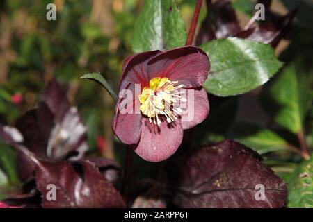 Hellebore HGC Ice 'n Roses Red 'Brunello', Helleborus HGC INR, Helleborus x Glandorfensis, Hellbore (Helleborus Gold Collection) Stockfoto