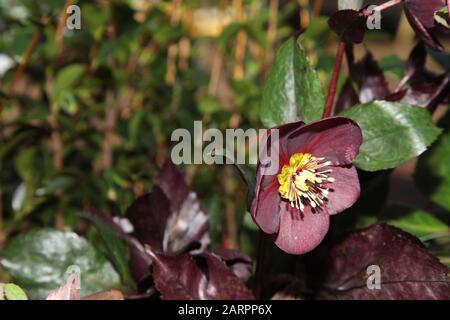 Hellebore HGC Ice 'n Roses Red 'Brunello', Helleborus HGC INR, Helleborus x Glandorfensis, Hellbore (Helleborus Gold Collection) Stockfoto
