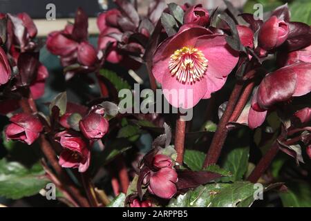 Hellebore HGC Ice 'n Roses Red 'Brunello', Helleborus HGC INR, Helleborus x Glandorfensis, Hellbore (Helleborus Gold Collection) Stockfoto