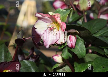 Hellebore HGC Ice 'n Roses 'Rosado', Helleborus HGC INR, Helleborus x Glandorfensis, Hellbore (Helleborus Gold Collection) Stockfoto