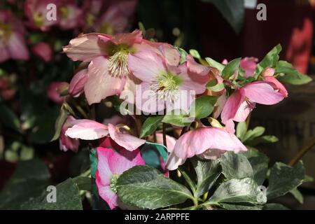 Helleborus lemonnierae 'Walbertons Rosemary' (Hellebore) alias Helleborus 'Walhero' Stockfoto