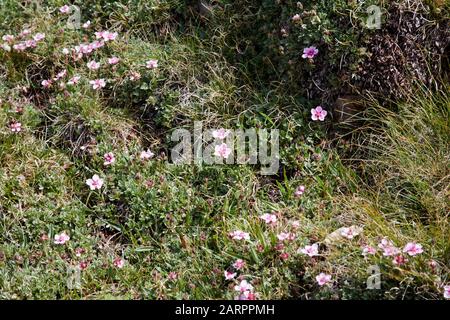 Rosa Cinquefoil wächst an Berghängen oberhalb des Grödnertales Dolomiten Südtirol Italien Stockfoto
