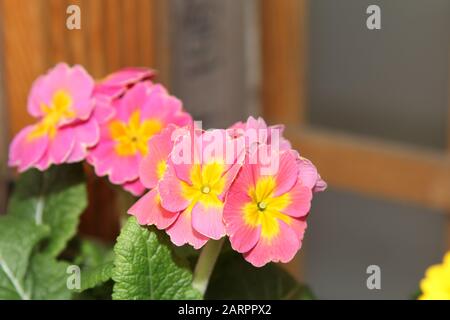 Polyanthus Showstopper "Bucks Fizz" Stockfoto