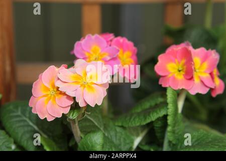 Polyanthus Showstopper "Bucks Fizz" Stockfoto