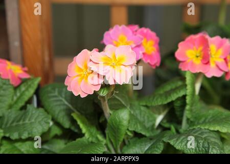 Polyanthus Showstopper "Bucks Fizz" Stockfoto