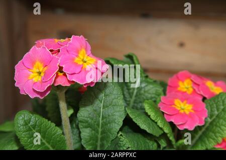 Polyanthus Showstopper "Bucks Fizz" Stockfoto