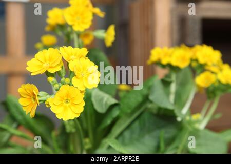 Polyanthus "Elpiro Yellow" Stockfoto