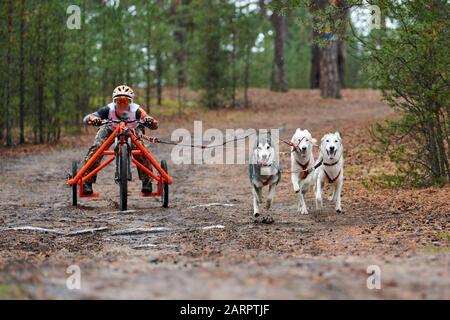 Karsthund Mushing Race Husky Schlittenhund Zieht Den Wagen
