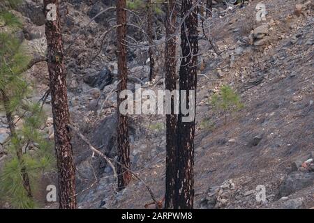 Bäume mit verbrannter Rinde aus einem wilden Feuer einige Monate zuvor, aber sie haben sich erholt und gehen frische Blätter, Gran Canaria, Spanien Stockfoto