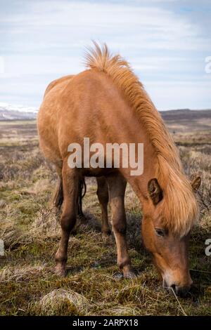 Ein Pferd weidet auf einer offenen Weide in Island Stockfoto