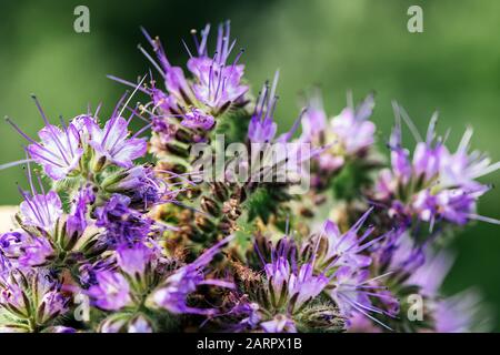 Lacy phacelia Phacelia tanacetifolia oder Blume im Feld. Diese Pflanze ist als eine Decke crop und Biene Lockstoff gewachsen. Selektive konzentrieren. Stockfoto