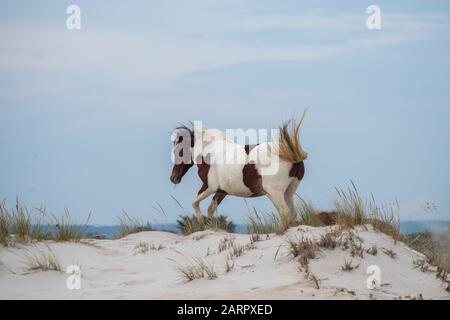 Ein wildes Pferd startet Sand in der Assateague National Seashore, die am östlichen Ufer des US-amerikanischen Maryland liegt. Stockfoto