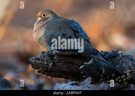 An einem kalten Nachmittag flucht eine Trauertaube ihre Federn aus, um warm zu bleiben Stockfoto