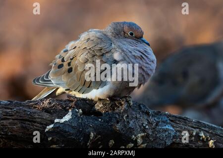 An einem kalten Nachmittag flucht eine Trauertaube ihre Federn aus, um warm zu bleiben Stockfoto