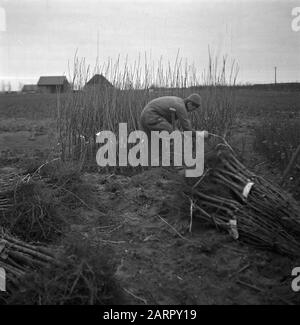 Wieringermeerpolder Datum: 10. Dezember 1945 Ort: Noord-Holland, Wieringermeer Stockfoto