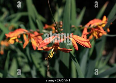 Orange Crocosmia aurea Blumen. Häufige Namen - fallende Sterne, Valentinblüte oder Montbretia Stockfoto