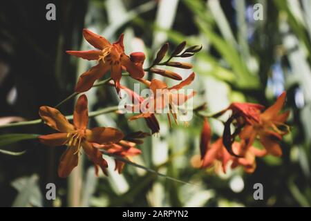 Orange Crocosmia aurea Blumen. Häufige Namen - fallende Sterne, Valentinblüte oder Montbretia Stockfoto