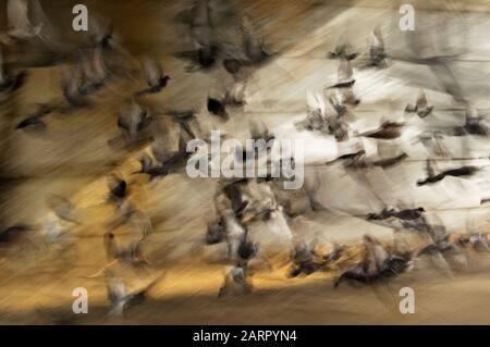 Abstraktes Bewegungsbild von Feraltauben im Flug Stockfoto