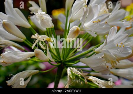 Afrikanische Lilie, auch Nillilie (Agapanthus africanus) genannt. Stockfoto