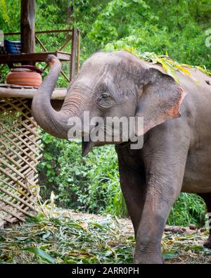 Schöne junge asiatische Elefanten in einem thailändischen Schutzgebiet in der Nähe von Chiang Mai, Thailand. Elefanten ernähren sich vom Zuckerrohrstiel und spielen im nahe gelegenen Fluss Stockfoto