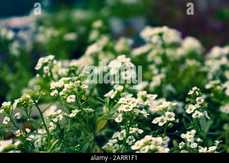 Kleine weiße Allysumblumen im Freien im Garten. Stockfoto