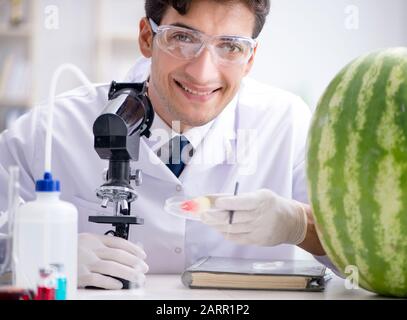 Die Wissenschaftler testen Wassermelone im Labor Stockfoto