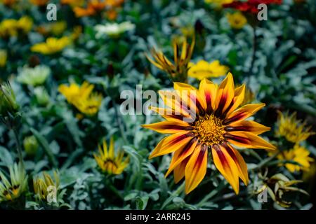 Gelbe und rote Gazania blühen auf der Pflanze. Familie Daisy, die im südlichen Afrika beheimatet ist. Stockfoto