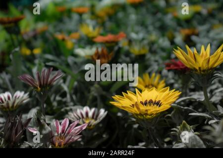 Gelbe und rote Gazania blühen auf der Pflanze. Familie Daisy, die im südlichen Afrika beheimatet ist. Stockfoto