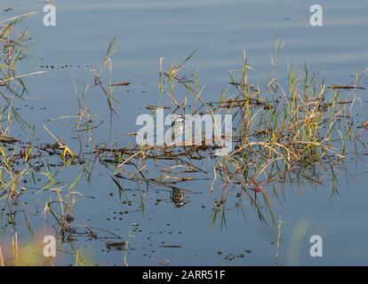 Pied Kingfisher ceryle rudis Wild Bird auf Gras stand thront Reed Stick des Flusses Marschland Stockfoto