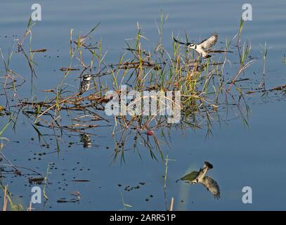 Zwei eiskelige Eisvögel, Ceryle rudis, Wildvogel im Gras, Schilf des Flussufermarschlands Stockfoto