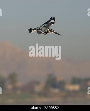 Pied Königsfisher Ceryle rudis Wildvogel im Flug über Flusslandschaft Stockfoto